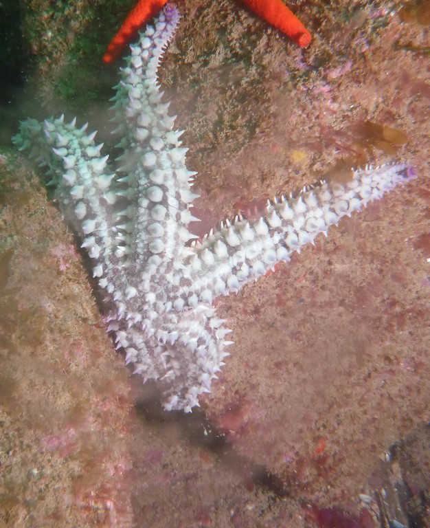 Marthasterias glacialis